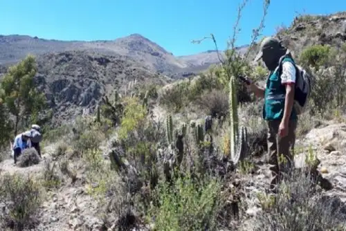 Serfor Moquegua implementará actividades de investigación, monitoreo y seguimiento del suri, ave categorizada en peligro crítico de extinción.