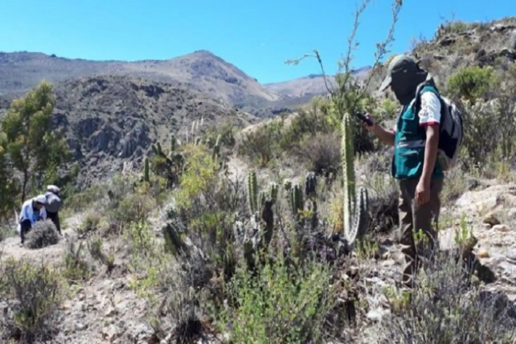 Serfor Moquegua implementará actividades de investigación, monitoreo y seguimiento del suri, ave categorizada en peligro crítico de extinción.