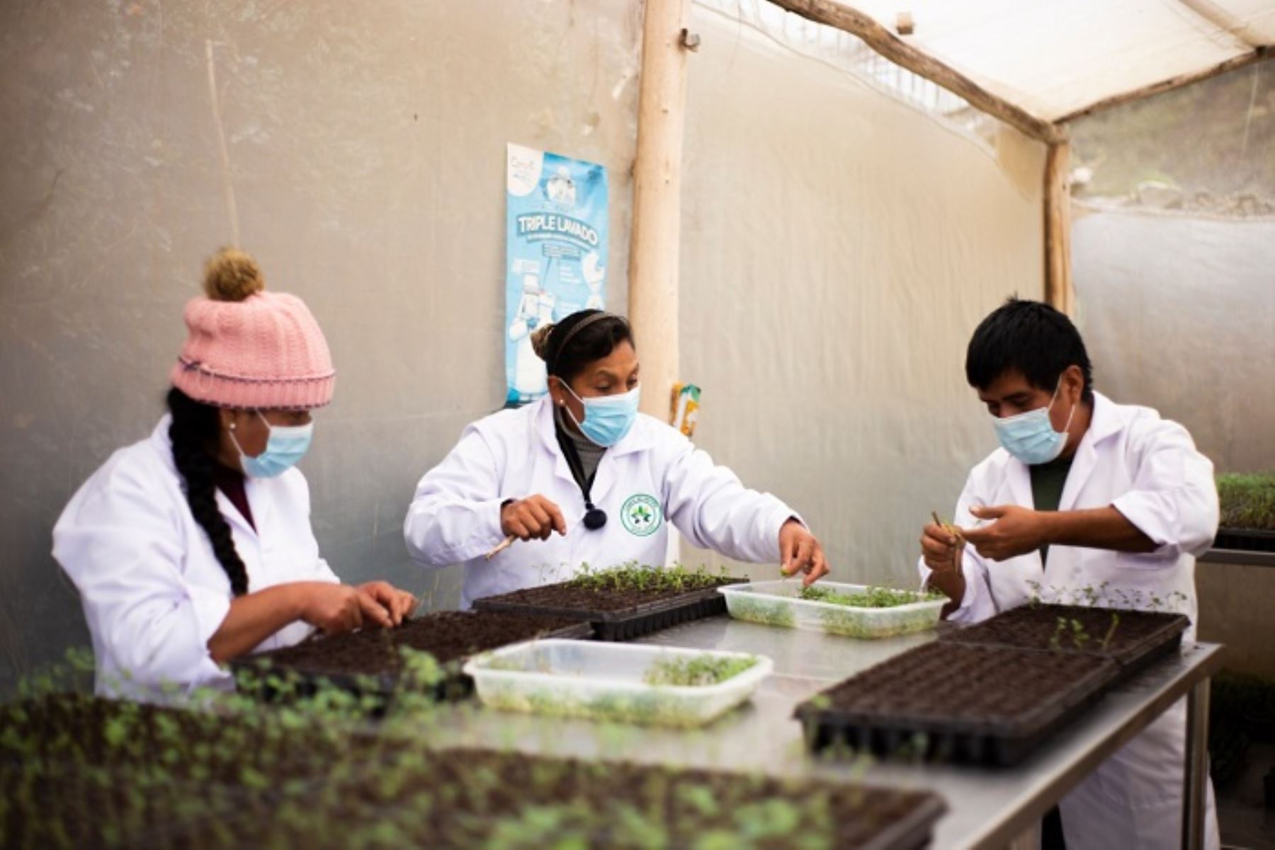Junín: agricultores de papa de Huasahuasi mejoraron su producción y calidad de semillas