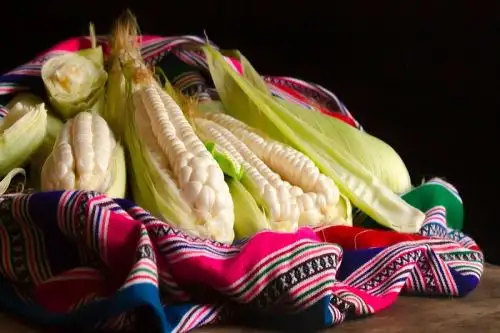 El choclo registró en el 2021 una producción anual de 442,000 toneladas, siendo el tercer cultivo prioritario en la agricultura familiar. Foto: cortesía Produce.