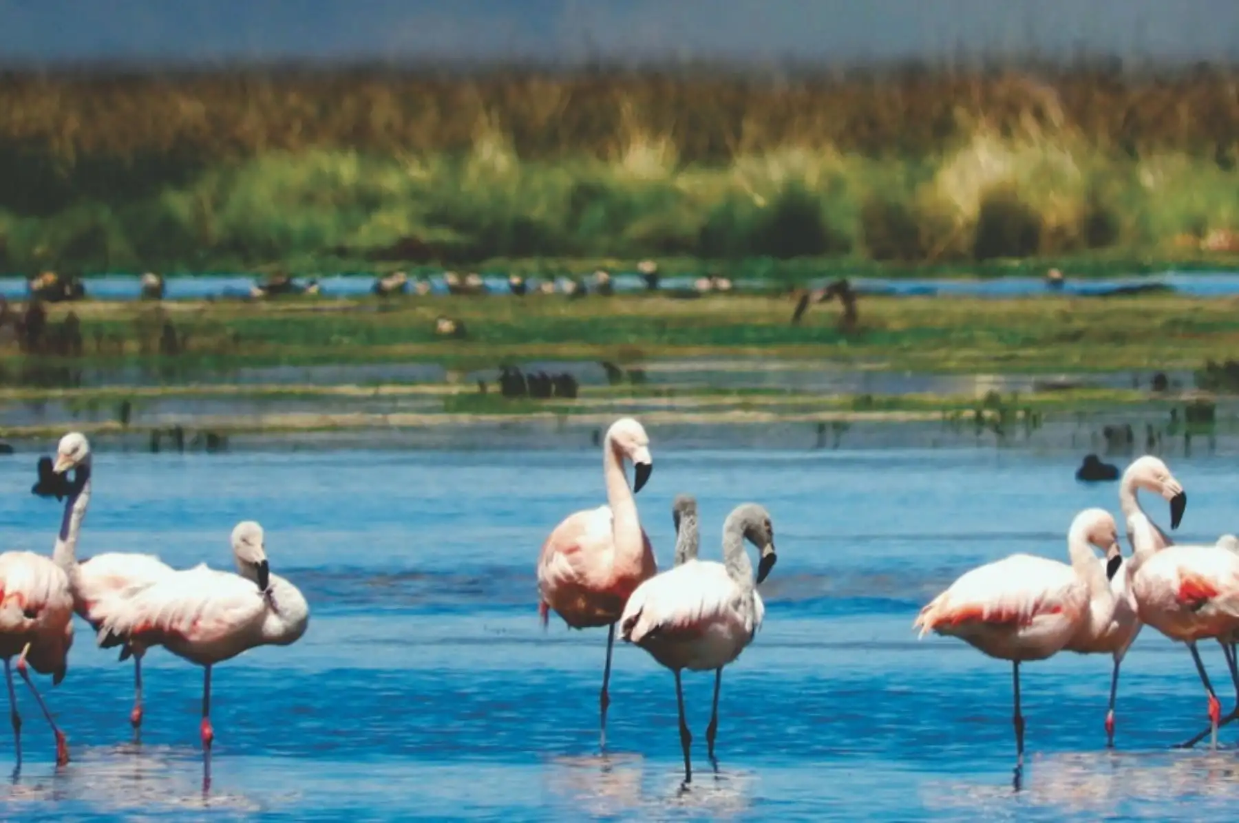 Efectivamente, el 40% de las especies animales y vegetales del planeta vive o se reproduce en humedales, los cuales absorben y almacenan importantes cantidades de agua, recurso vital para la sobrevivencia de la biodiversidad. INTERNET/Medios