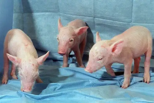 Bajo el microscopio, era difícil diferenciar un órgano normal y sano de un órgano tratado 