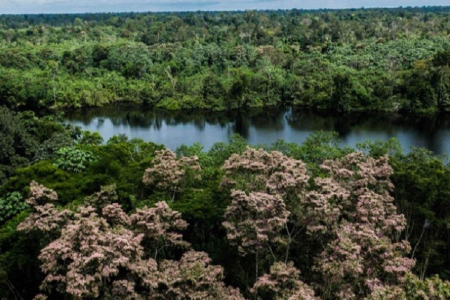 Se permite el acceso legal y ordenado a los recursos forestales existentes en el Bosque Local Aguas Calientes, por parte de los 20 beneficiarios que se encuentran acreditados, según el informe técnico correspondiente.ANDINA/Difusión