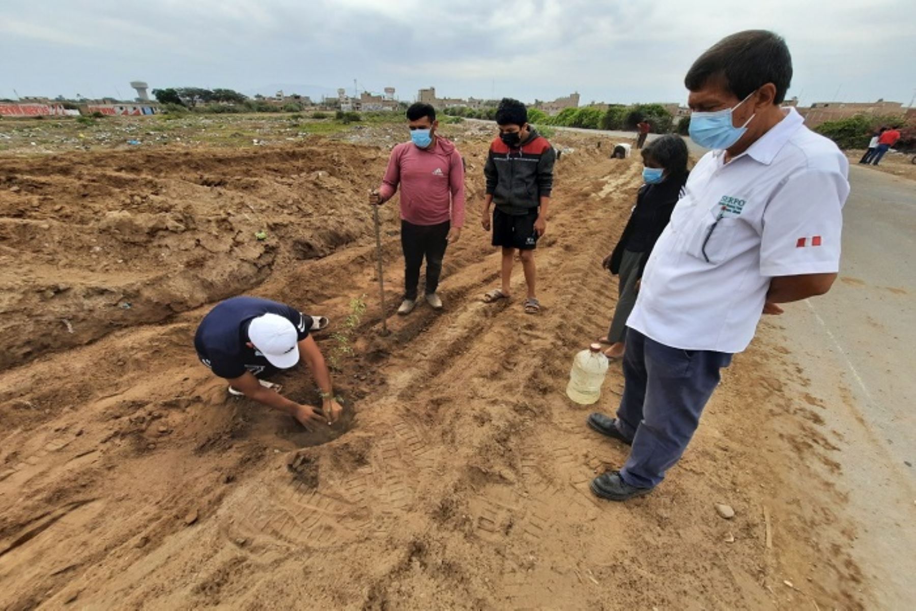 Lambayeque: 15 sentenciados judiciales realizan reforestación de algarrobos en Monsefú