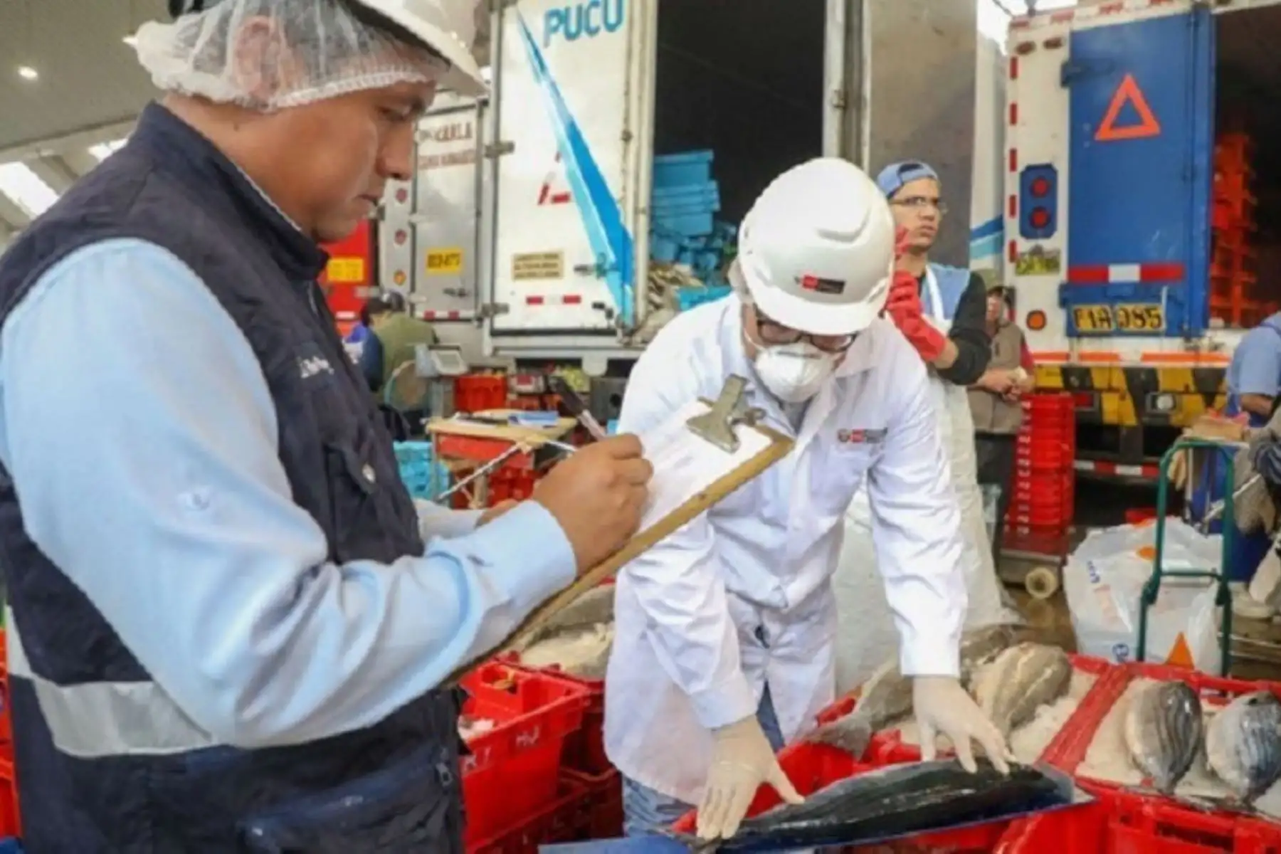 Piura: Produce donas más 21 toneladas de bonito a familias de escasos recursos económicos