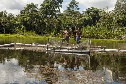 El sistema de jaulas flotantes permite aprovechar, de forma sostenible y respetuosa del ambiente, los cuerpos de agua natural. Foto: ANDINA/PetroTal