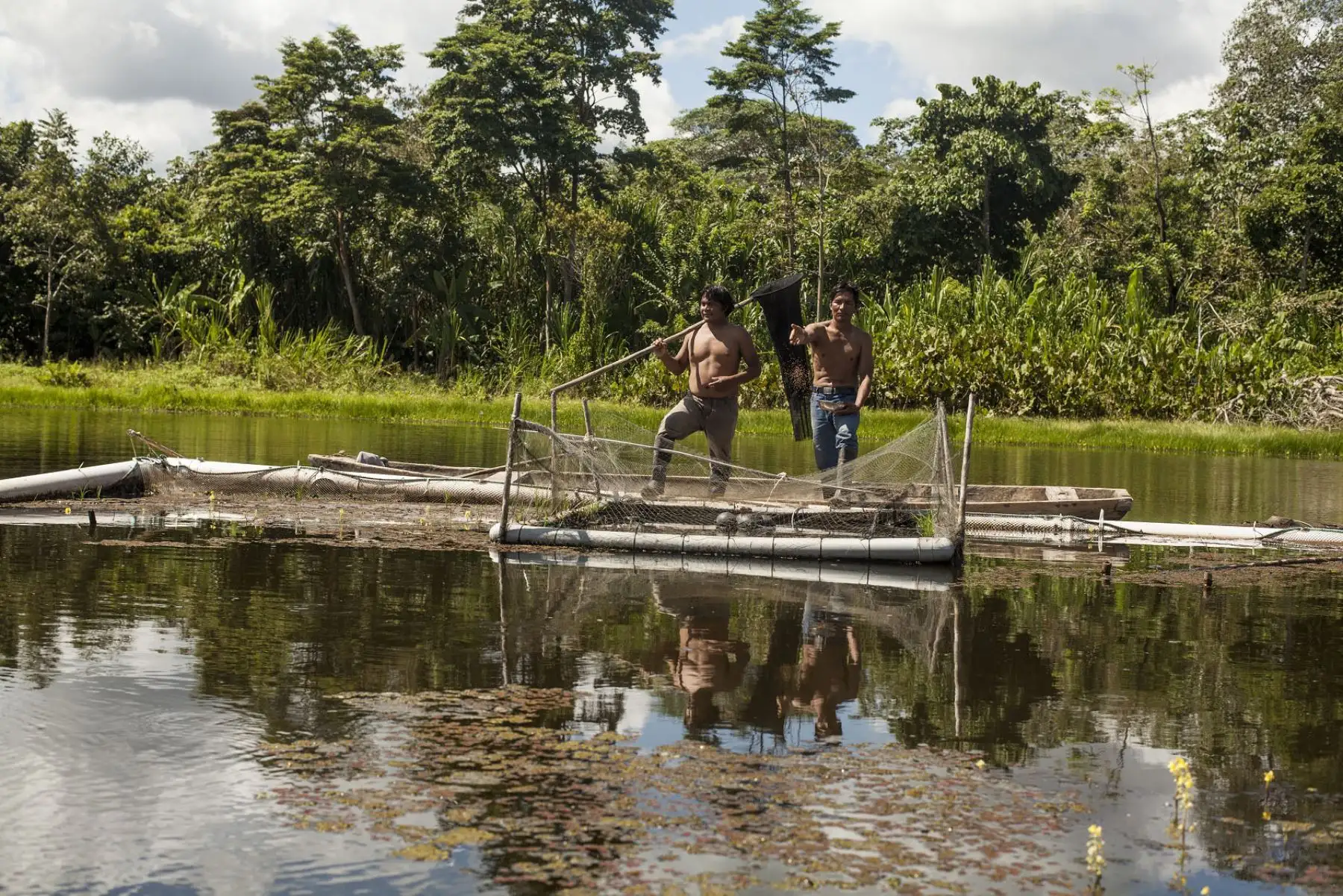 El sistema de jaulas flotantes permite aprovechar, de forma sostenible y respetuosa del ambiente, los cuerpos de agua natural. Foto: ANDINA/PetroTal