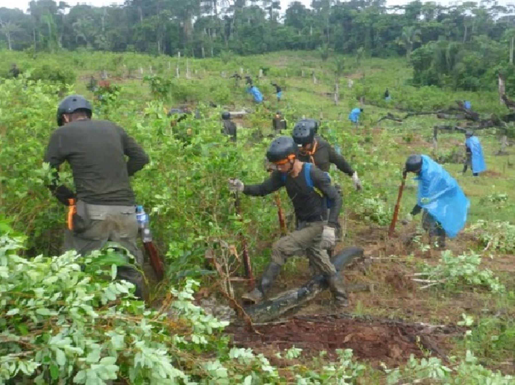Policía Nacional y Proyecto Especial Corah destruyen más de 29 hectáreas de coca en Mazamari, zona ubicada en el ámbito del Vraem. ANDINA/Difusión