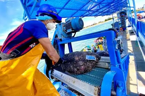 Sanipes aprobó lista de enfermedades infecciosas que son riesgo para la acuicultura