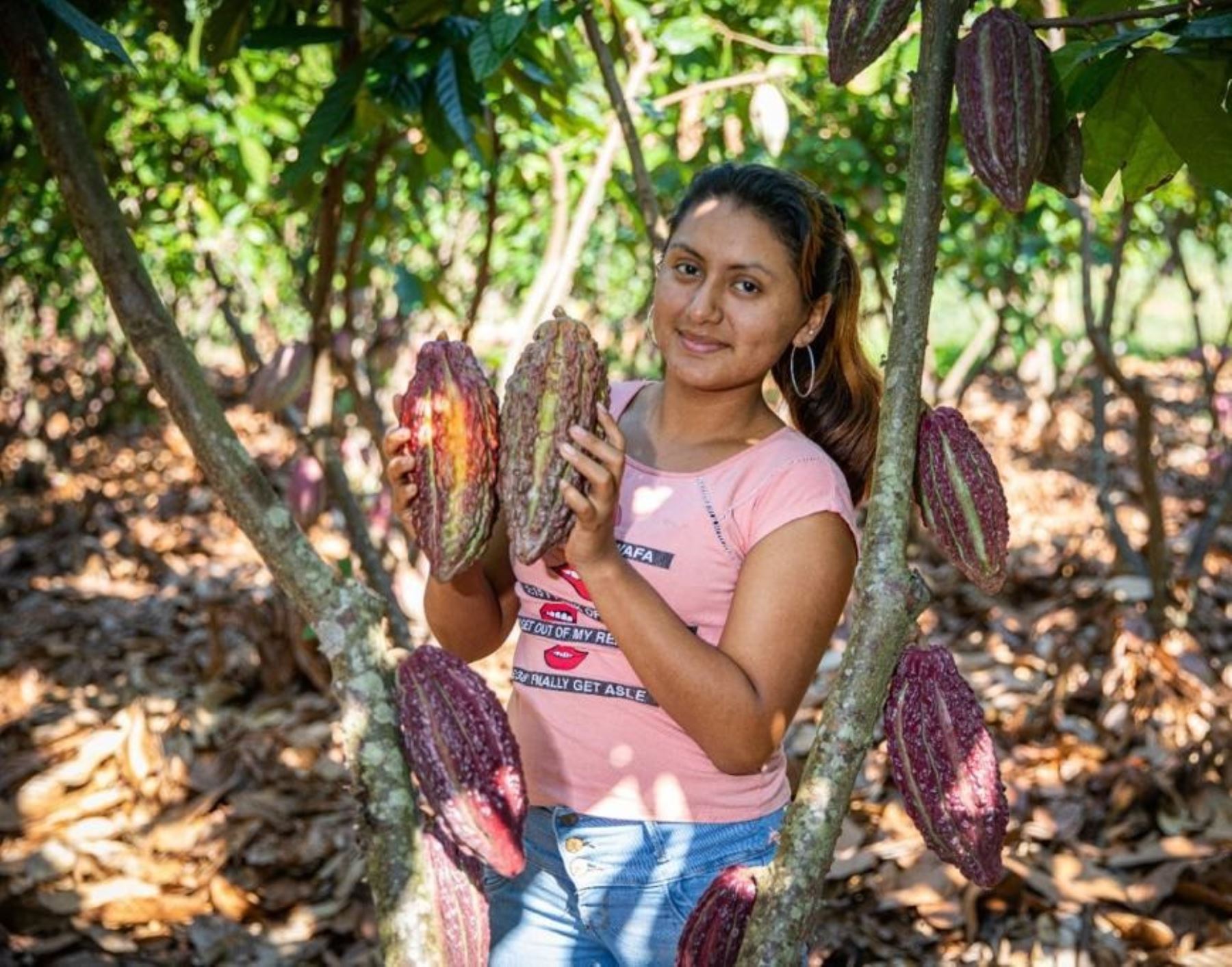 Productores cacaoteros del Vraem lograron vender 75 toneladas de cacao orgánico a Italia con la ayuda de Devida. Foto: ANDINA/difusión.