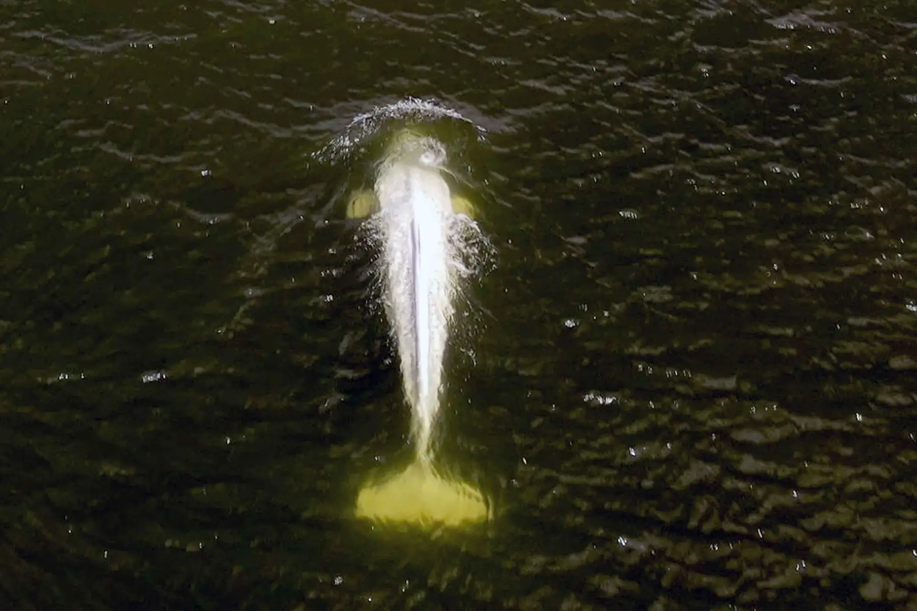 La ONG de defensa de los Océanos Sea Shepherd France señaló que la sedación no era una opción, ya que las belugas necesitan estar despiertas para inhalar aire. Foto: EFE La ONG de defensa de los Océanos Sea Shepherd France señaló que la sedación no era una opción, ya que las belugas necesitan estar despiertas para inhalar aire. Foto: EFE