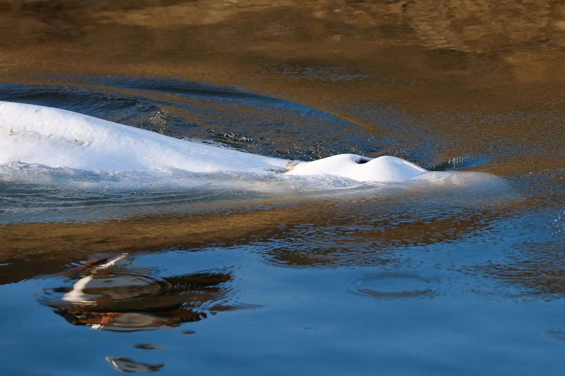 En la imagen, la ballena beluga que nadó río arriba  en Sena, antes de su operación de rescate en Notre-Dame-de-la-Garenne, en el norte de Francia.
Foto: AFP En la imagen, la ballena beluga que nadó río arriba  en Sena, antes de su operación de rescate en Notre-Dame-de-la-Garenne, en el norte de Francia.
Foto: AFP