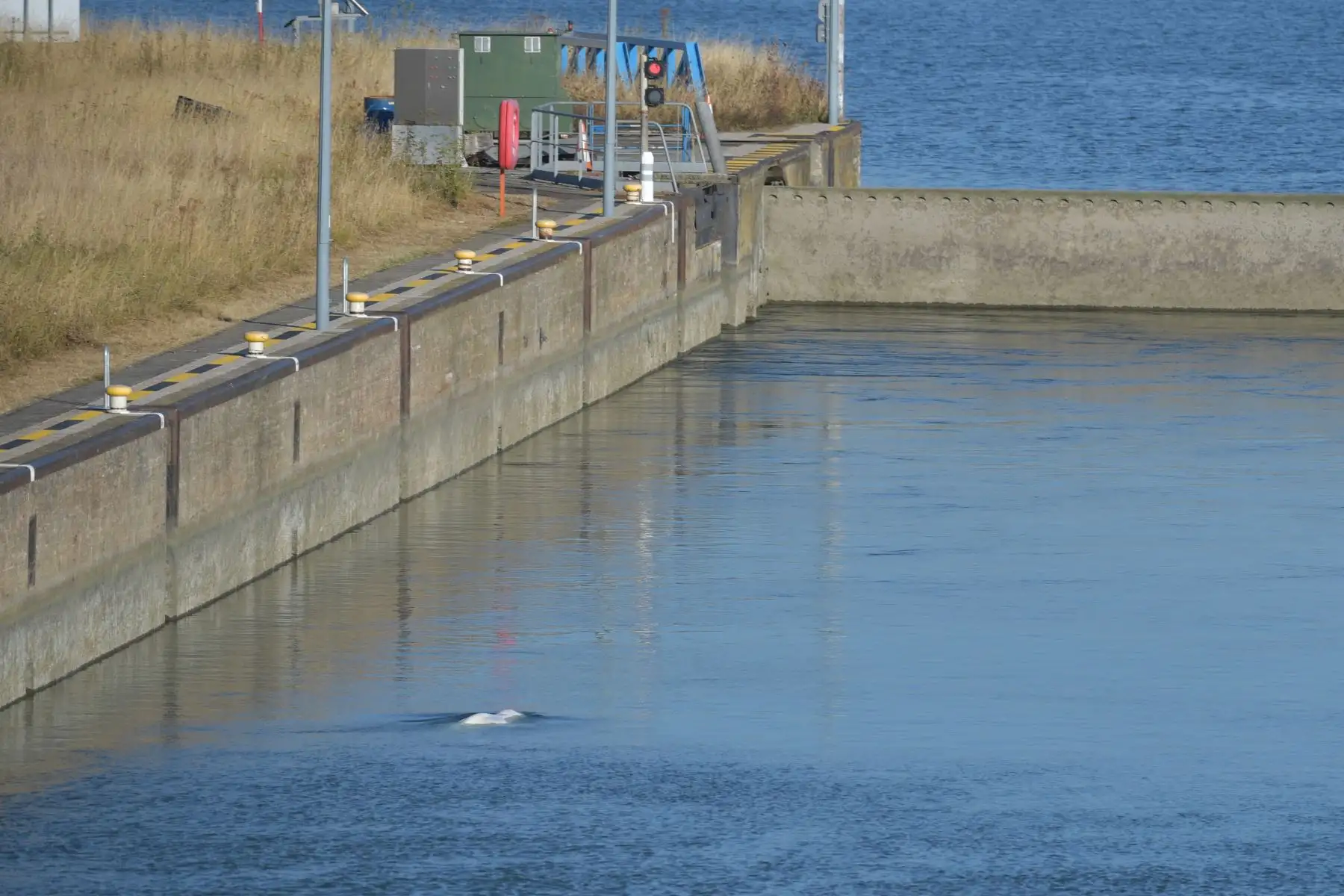 Los expertos marinos intentarán rescatar a la ballena beluga y devolverla al mar, dijeron las autoridades. una operación compleja y arriesgada para un animal ya enfermo y desnutrido.
Foto: AFP Los expertos marinos intentarán rescatar a la ballena beluga y devolverla al mar, dijeron las autoridades. una operación compleja y arriesgada para un animal ya enfermo y desnutrido.
Foto: AFP