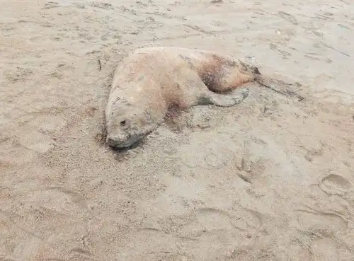 Reportan al menos una decena de lobos marinos varados en playa El Dorado de Nuevo Chimbote, en Áncash. ANDINA/Difusión