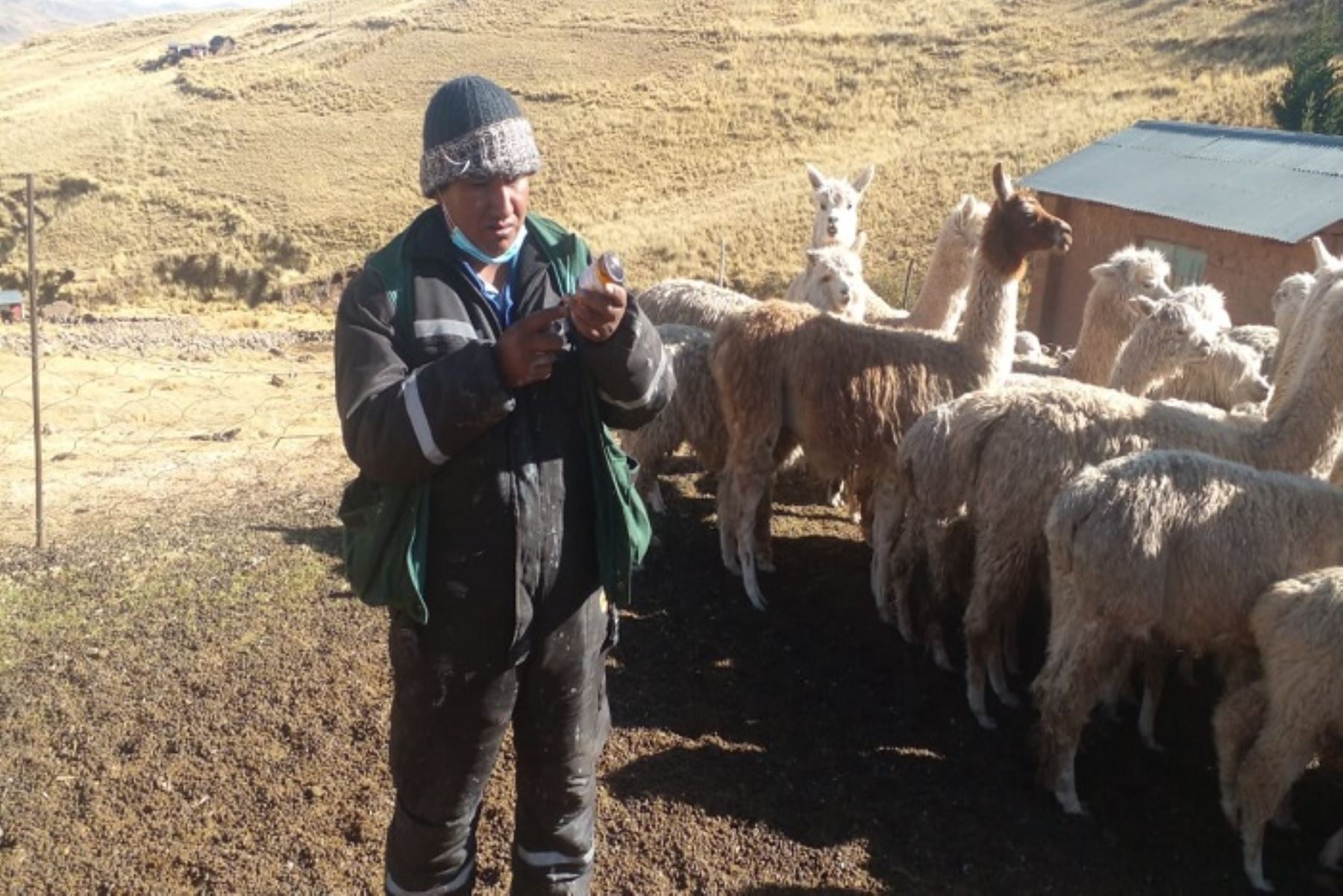 Cusco: Agro Rural entregó 2,550 kits veterinarios para proteger al ganado de las heladas