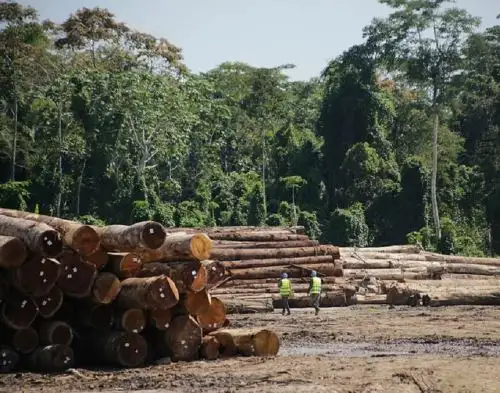 Serfor amplía vigencia de contratos de concesiones forestales y de fauna silvestre.