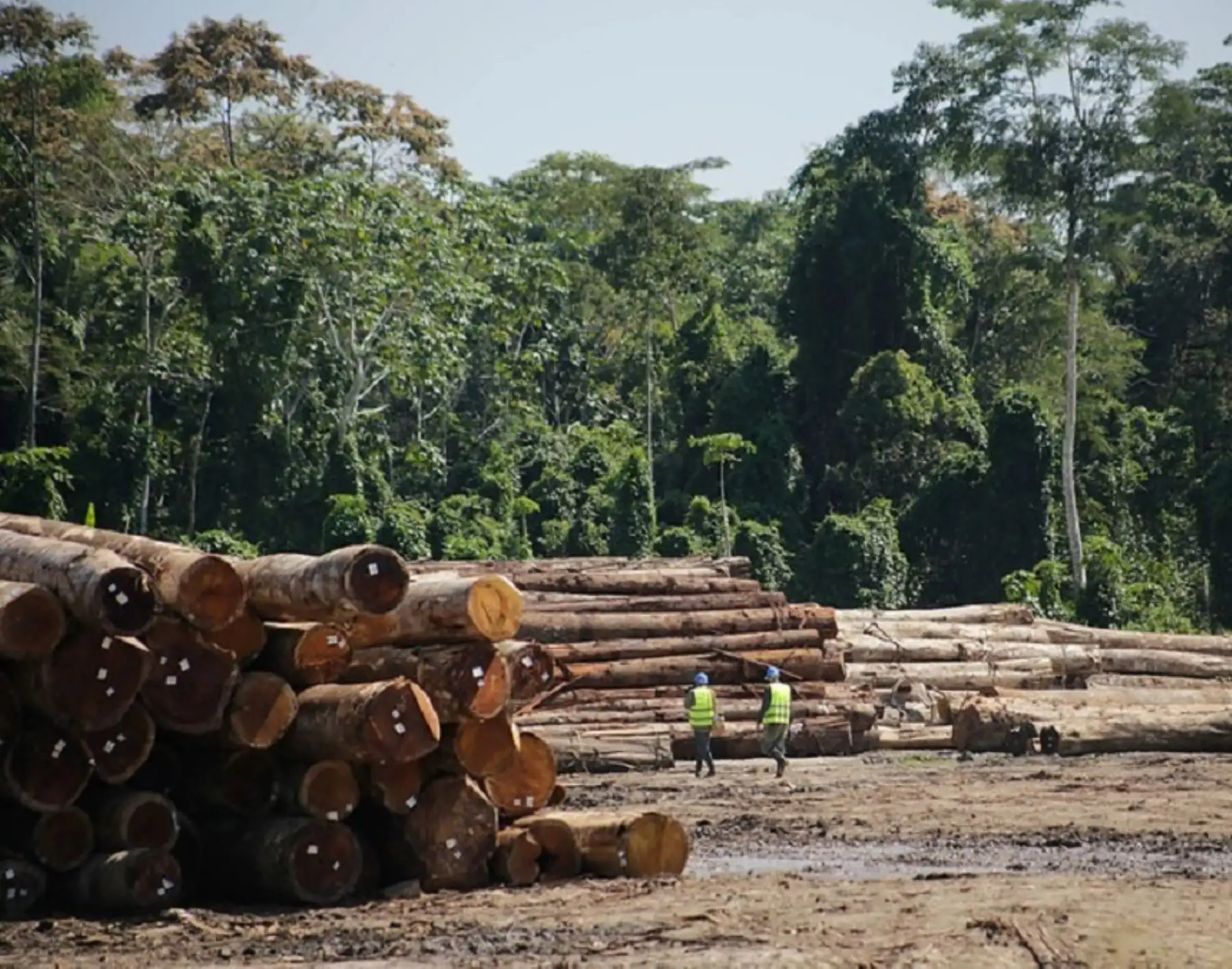 Serfor amplía vigencia de contratos de concesiones forestales y de fauna silvestre.