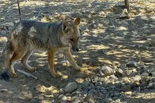Ley Forestal y de Fauna Silvestre sanciona e indica que es una infracción muy grave poseer, adquirir, vender, transformar, almacenar, comercializar, importar o exportar especímenes, productos o subproductos de fauna silvestre sin contar con la autorización correspondiente.