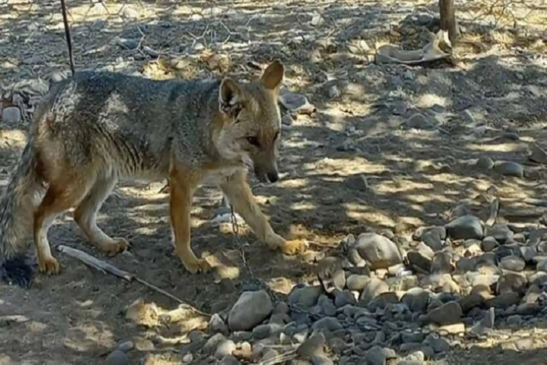 Ley Forestal y de Fauna Silvestre sanciona e indica que es una infracción muy grave poseer, adquirir, vender, transformar, almacenar, comercializar, importar o exportar especímenes, productos o subproductos de fauna silvestre sin contar con la autorización correspondiente.