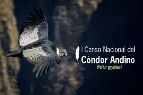 El cóndor andino es el ave voladora más grande del Perú y una de las más grandes del mundo.