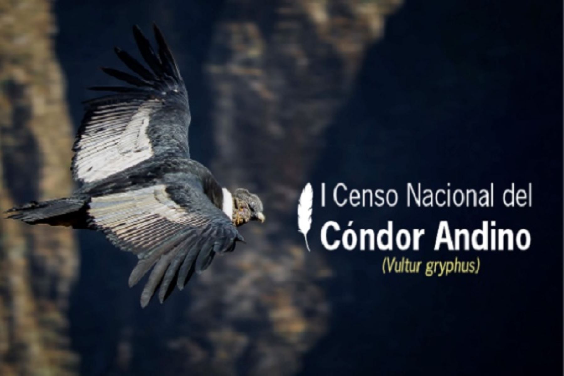 I Censo Nacional del Cóndor Andino: Cusco y Arequipa definen zonas de observación