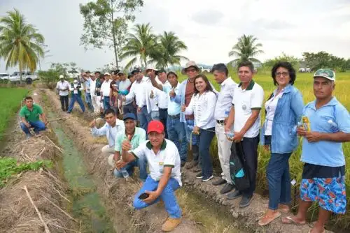 San Martín: incrementará producción de arroz con uso de nuevas tecnologías
