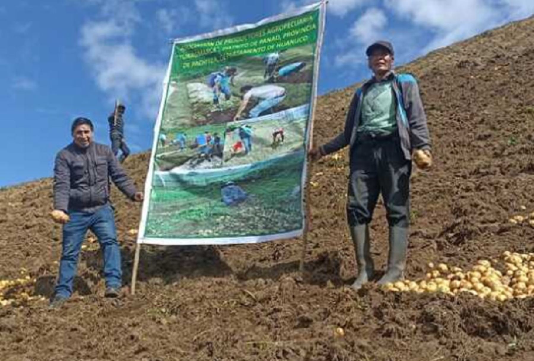 Los productores agrarios de la Asociación de Productores de Papa Amarilla de la localidad de Yuragmarca, en la provincia de Pachitea, obtuvieron 92 toneladas de papa amarilla Tumbay que se abonó solamente con guano de las islas.