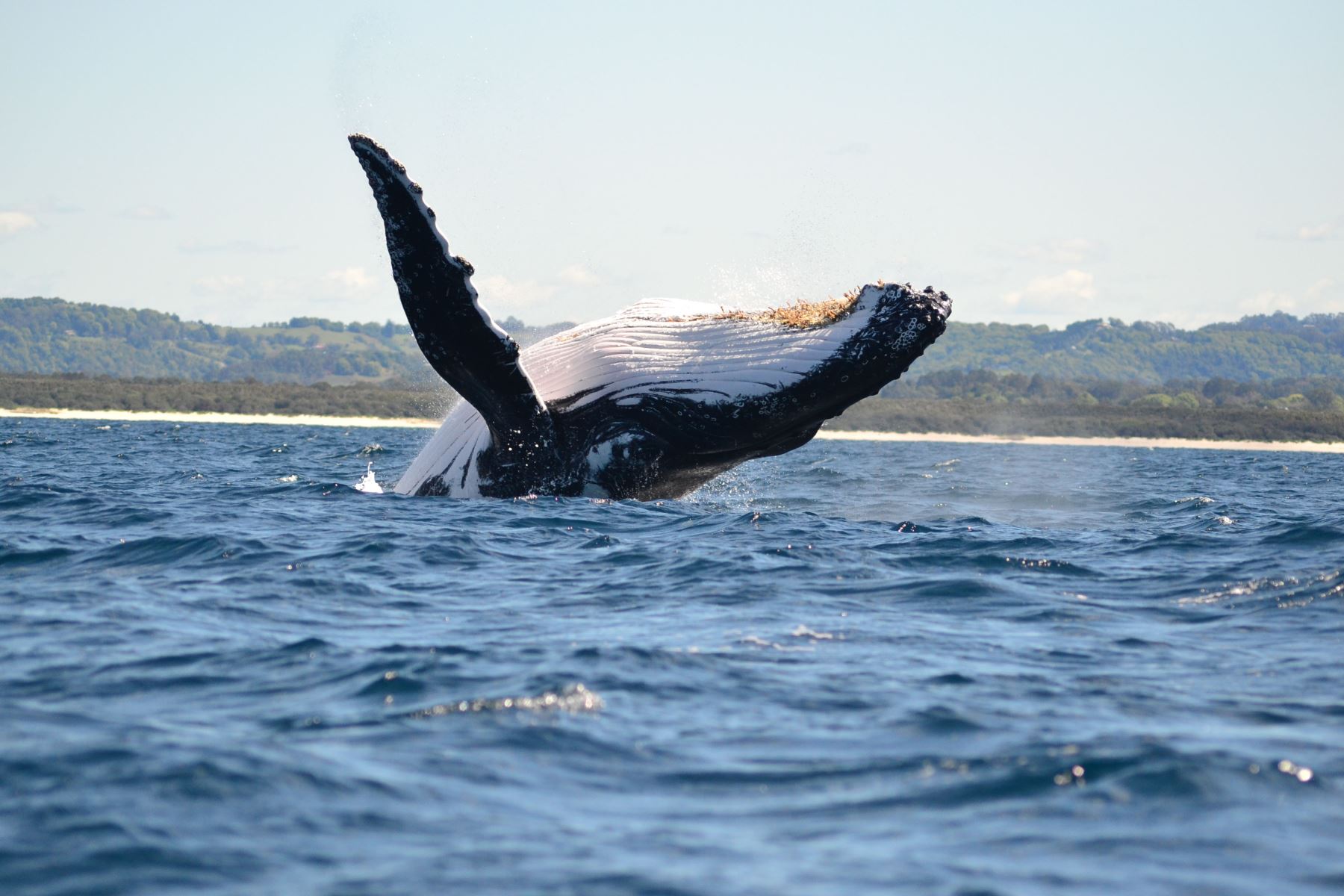 El avistamiento de ballenas es uno de los espectáculos de la naturaleza más impresionantes y memorables que pueden experimentarse. Y la costa norte el Perú es uno de los mejores lugares del mundo para apreciar el tránsito, con acrobáticos movimientos, de estos gigantes cetáceos por el mar de Grau, en una temporada que culmina a fines de octubre. ANDINA/Difusión