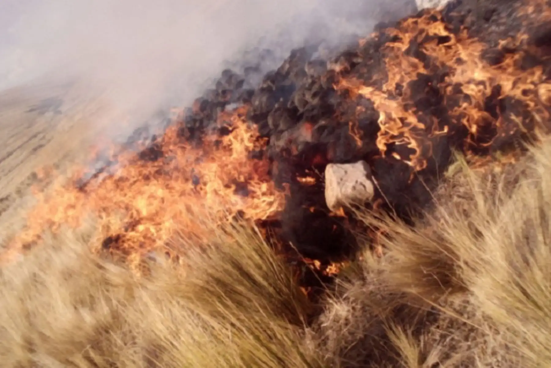 Según evaluaciones preliminares, el fuego fue provocado por personas, aunque aún no se sabe la identidad de los responsables.