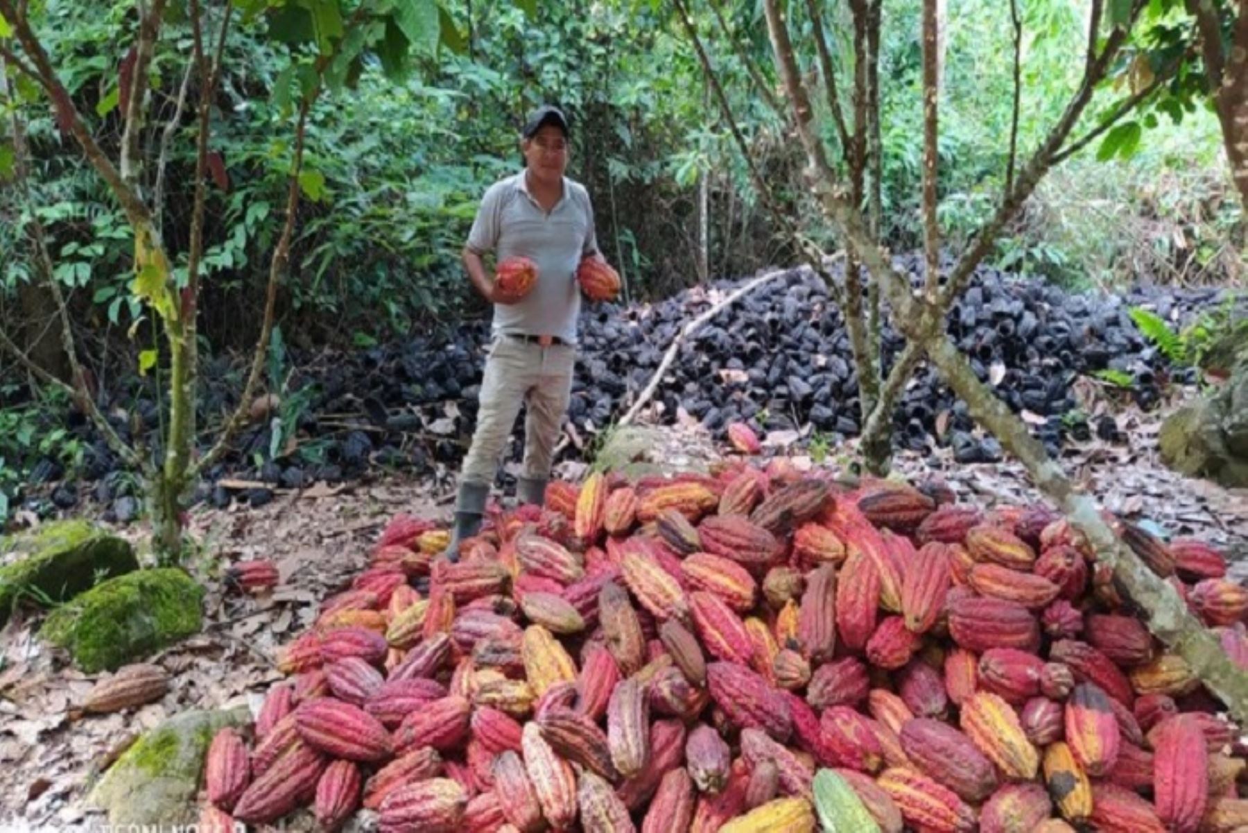 El Ministerio del Ambiente, a través de su Programa Nacional de Conservación de Bosques para la Mitigación del Cambio Climático (Programa Bosques), impulsa iniciativas de producción sostenible del cacao, libre de deforestación, en 67 comunidades nativas de 9 regiones amazónicas a fin de impulsar la conservación de dichos espacios y generar ingresos económicos para la población.