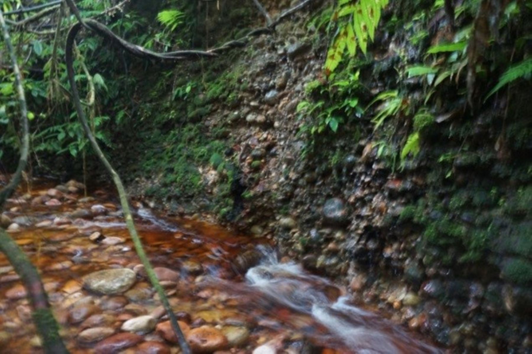 El área de conservación privada Fundo Miguel I tiene una extensión de 6,6641 hectáreas y se encuentra en la provincia ucayalina de Padre Abad. Foto: Minam