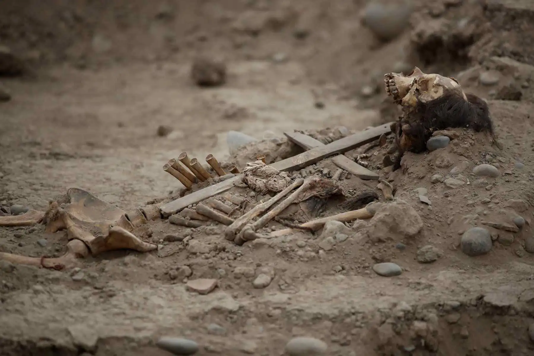 Restos de un cadáver hallado en el zoológico Parque de las Leyendas. Vestía tejidos de los antiguos peruanos, pero su escuálida mano agarraba una cruz de madera en el pecho. Así es el misterioso cadáver recientemente hallado en una de las más de cincuenta huacas prehispánicas que atesora el mayor zoológico de Perú y que, según sospechan los arqueólogos, podría haber sido un cementerio colonial. Foto: EFE