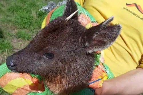 El venado enano es una especie que se encuentra catalogada en estado vulnerable; se caracteriza por el color marrón rojizo de su cabeza y cuerpo. Foto: ANDINA/Sernanp