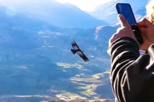 Como parte del Primer Censo Nacional del Cóndor Andino, el Servicio Nacional Forestal y de Fauna Silvestre identificó tres zonas de avistamiento de esta majestuosa ave en el departamento de Áncash. ANDINA/Difusión