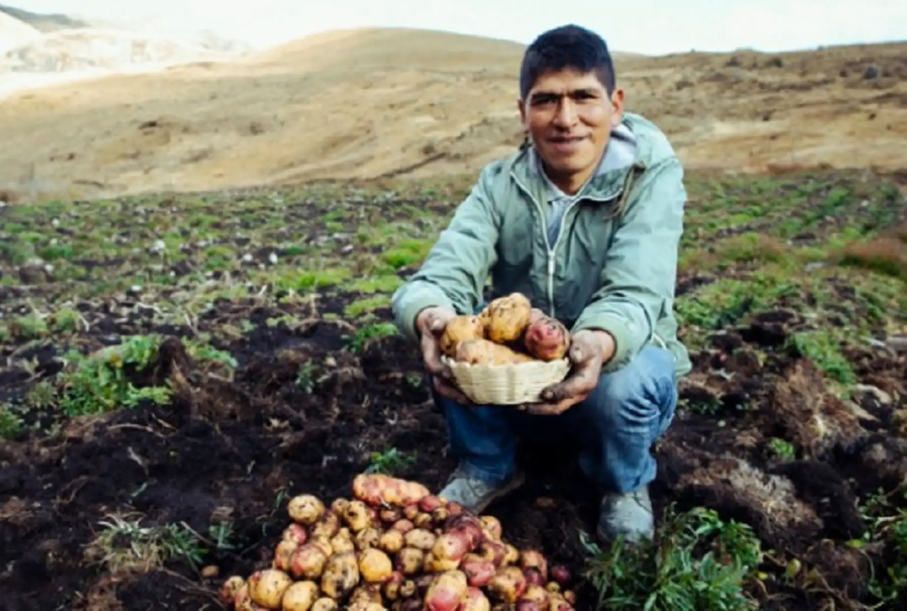 El Ministerio de Desarrollo Agrario y Riego, a través de Agroideas entregó fertilizantes e insumos agrícolas en la región de Huánuco como parte de la ejecución de un plan de negocio valorizado en más de S/ 545,000.