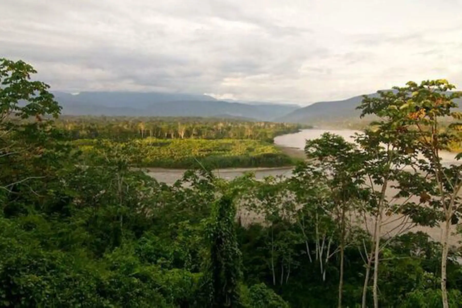 A través del Programa Bosques se beneficiará a 125 comunidades nativas de nueve regiones. Foto: Minam