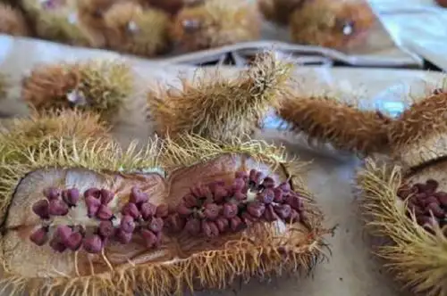 Trabajos de investigación en 186 accesiones del banco de germoplasma de achiote en la región San Martín viene realizando el Instituto Nacional de Innovación Agraria (INIA) con el fin de definir tecnologías que mejoren y conserven la calidad de este cultivo valorado por la industria alimentaria, farmacéutica, cosmética, textil, entre otras.