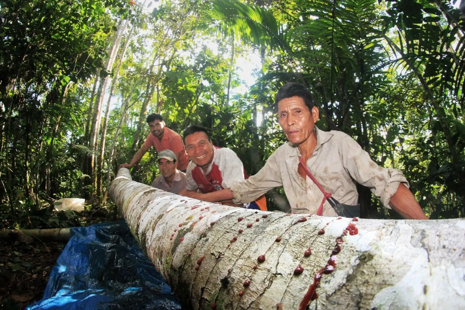 Serfor brinda apoyo financiero a cadenas productivas forestales no maderables. Foto: SERFOR.