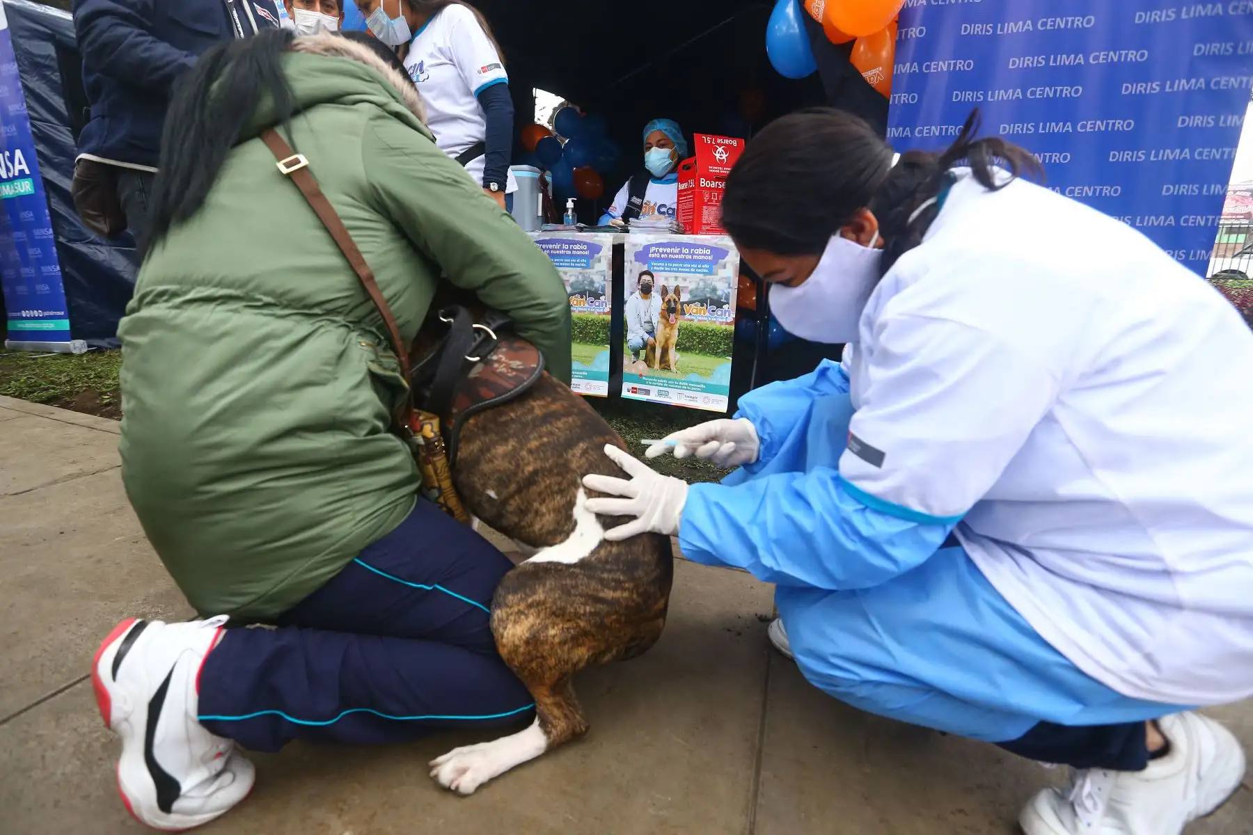 Con la finalidad de evitar la enfermedad de la rabia en canes y su transmisión a las personas y a otros animales susceptibles, el Ministerio de Salud (Minsa) realiza el lanzamiento de la campaña de vacunación antirrábica canina “Van Can 2022”, bajo el lema: “Perros felices y sin rabia”.
Foto: ANDINA/Eddy Ramos