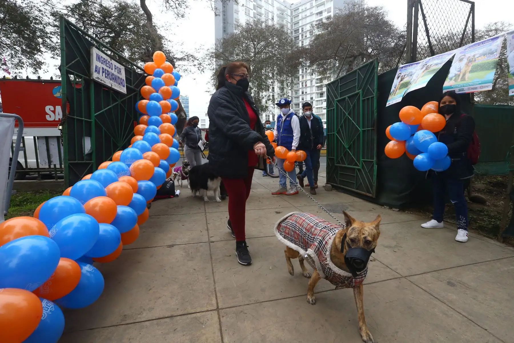 Con la finalidad de evitar la enfermedad de la rabia en canes y su transmisión a las personas y a otros animales susceptibles, el Ministerio de Salud (Minsa) realiza el lanzamiento de la campaña de vacunación antirrábica canina “Van Can 2022”, bajo el lema: “Perros felices y sin rabia”.
Foto: ANDINA/Eddy Ramos