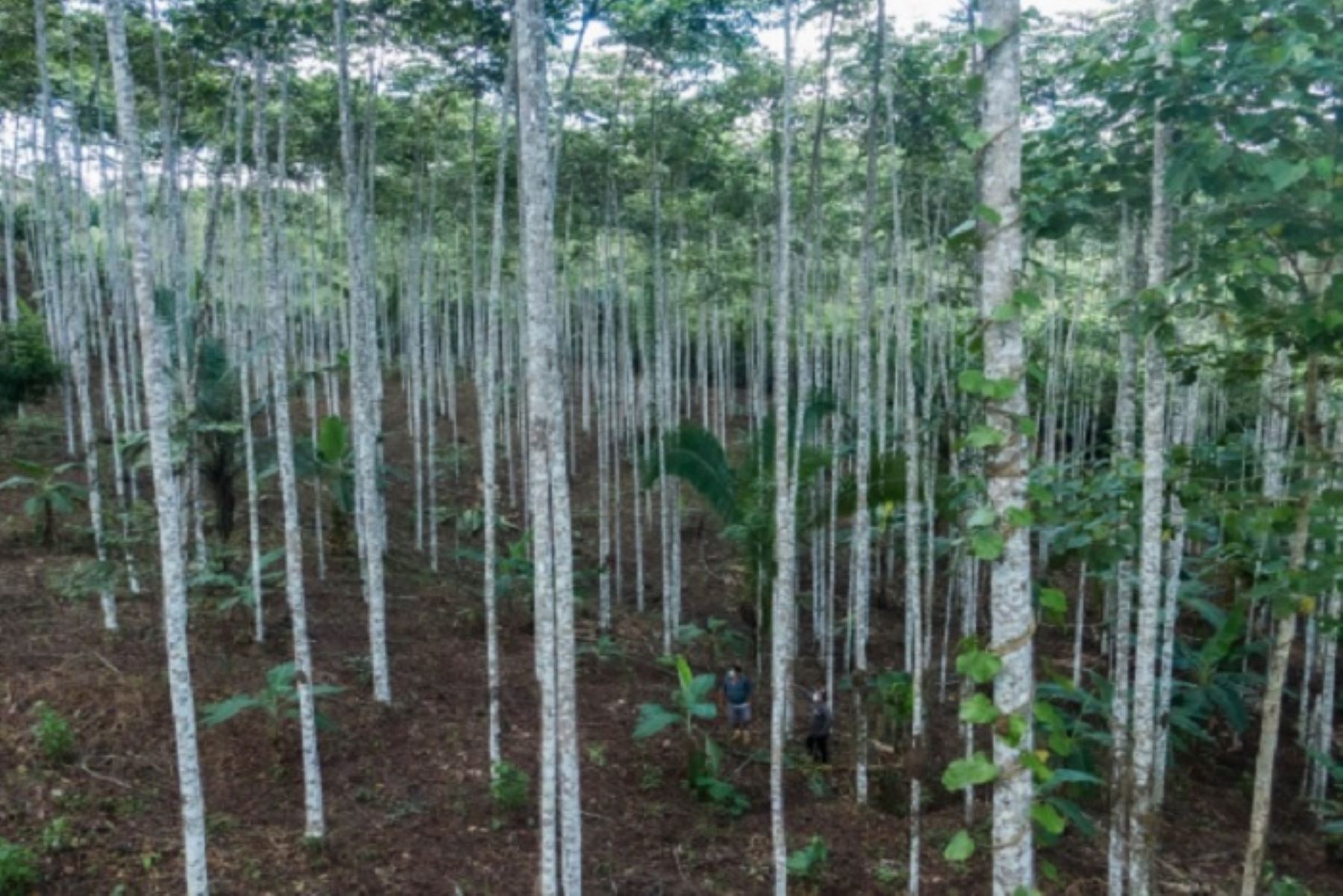 Los departamentos con más hectáreas de plantaciones forestales registradas son: Huánuco, Loreto, Amazonas y Cusco.