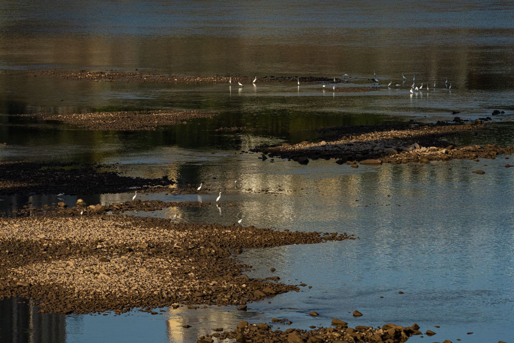 Las garcetas descansan en el lecho seco del río Jialing, un importante afluente del río Yangtze, en Chongqing, China. China está experimentando la sequía más severa y la ola de calor más larga en décadas.
Foto: AFP