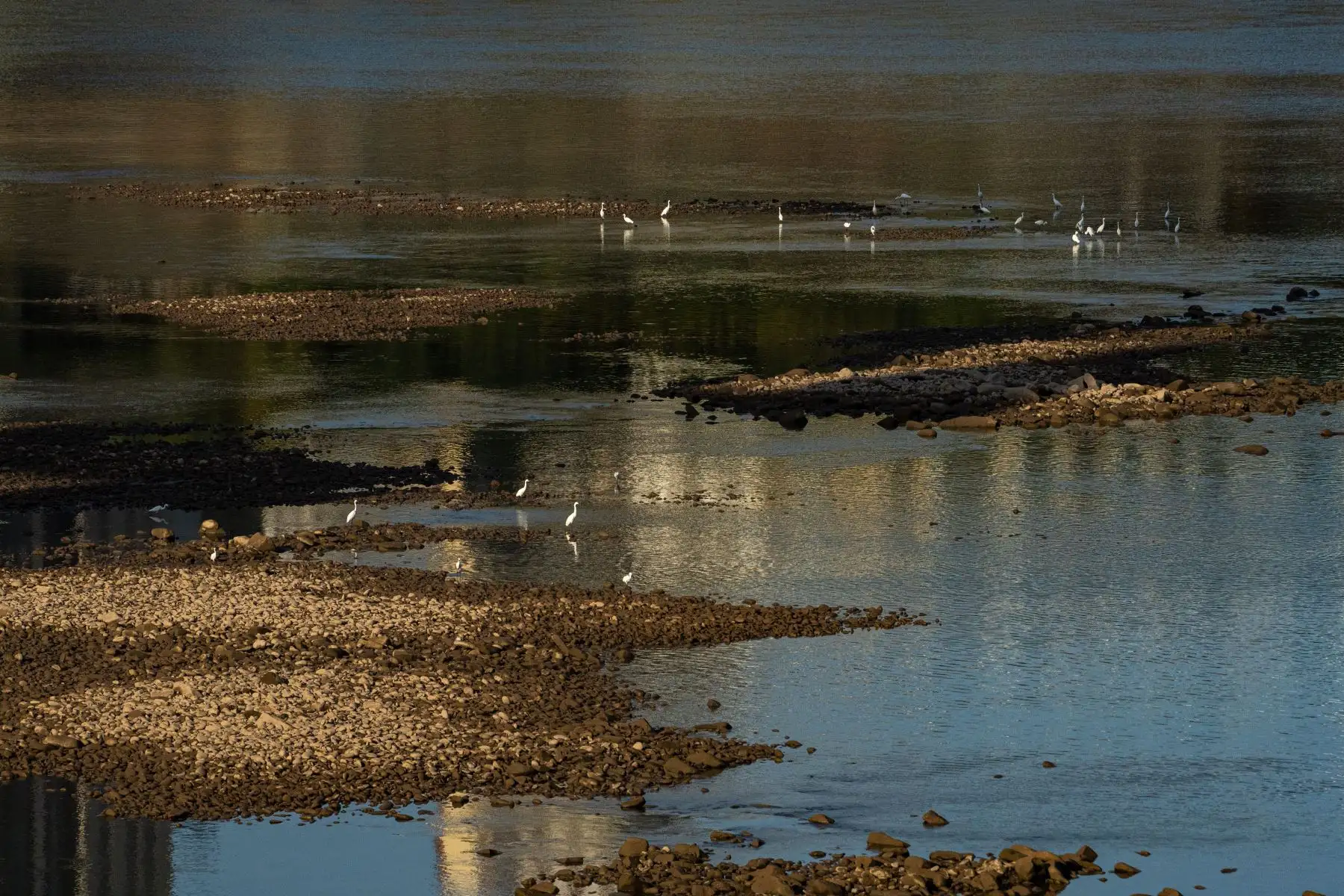 Las garcetas descansan en el lecho seco del río Jialing, un importante afluente del río Yangtze, en Chongqing, China. China está experimentando la sequía más severa y la ola de calor más larga en décadas.
Foto: AFP