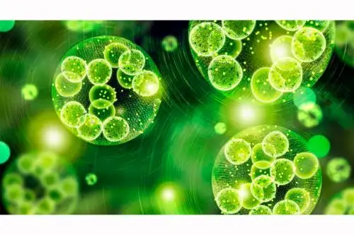 Investigadores elaboran productos con microalgas que benefician el medioambiente.