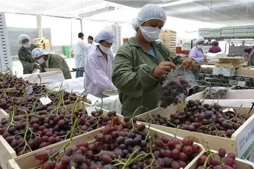 Agroexportaciones. Foto: ANDINA/Difusión