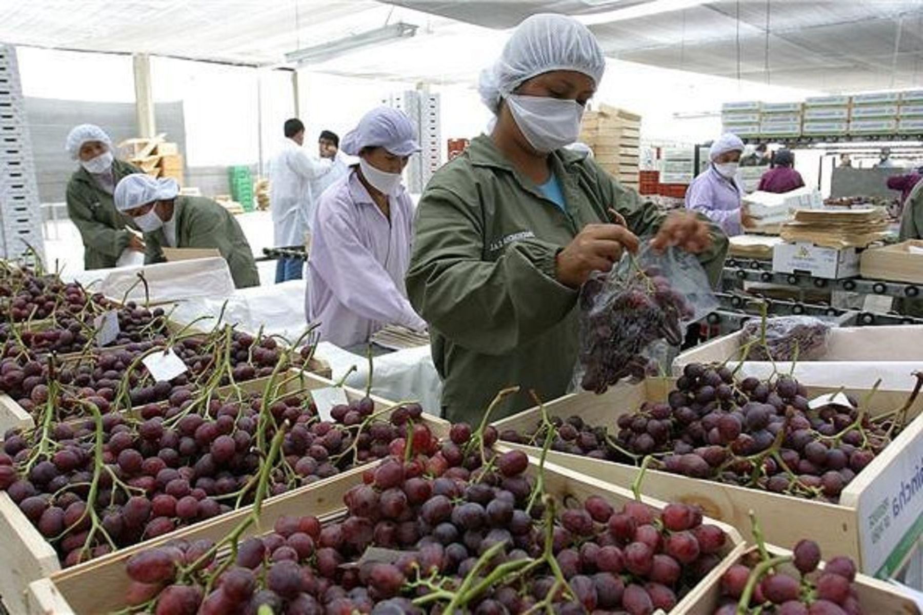 La agroexportación es una actividad descentralizada. En la imagen se aprecia el proceso de empaque de uvas para enviar a los mercados internacionales. ANDINA/Difusión