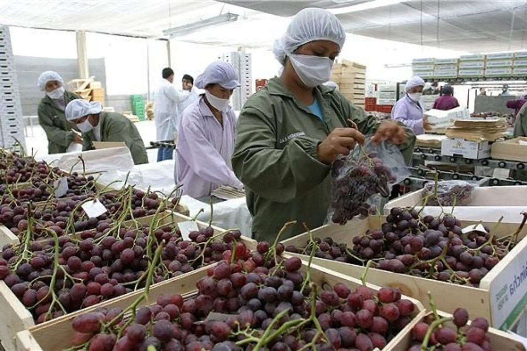 Agroexportaciones. Foto: ANDINA/Difusión