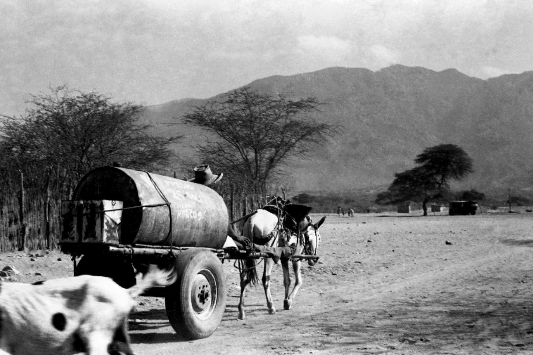 En cilindros y llevados por una mula conducida por un lugareño, era la forma de que el agua potable llegue hasta las zonas rurales de Lambayeque, donde solo existían pozos.Fotografía del libro Alma Lambayecana de los hermanos Quiroga