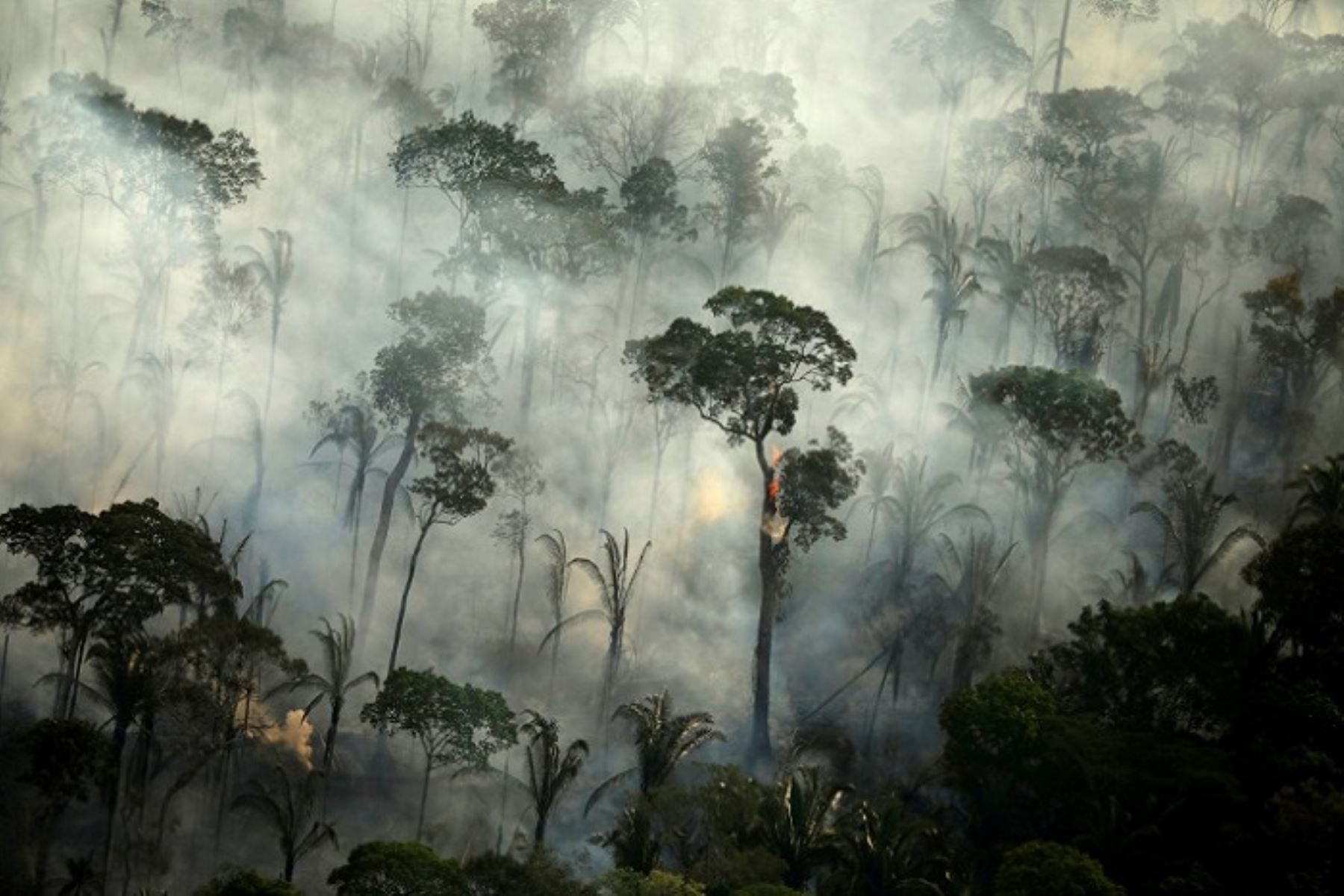 Serfor alertó que los incendios forestales registrados este año en Perú triplican a los ocurridos el 2021. Foto: ANDINA/difusión.