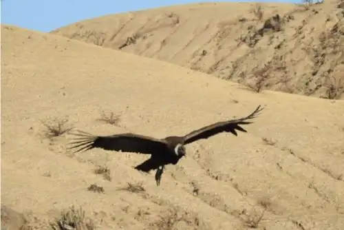 De los cuatro puntos de observación definidos, dos estuvieron situados en el litoral sureño y son considerados lugares de gran importancia para esta especie, como las reservas nacionales San Fernando y Paracas.
